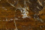 Polished Petrified Wood Slab - New York #337014-1